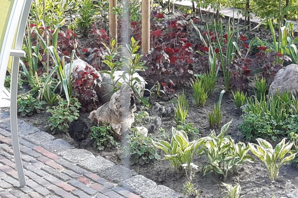 Gartengestaltung1